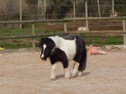 Poneys